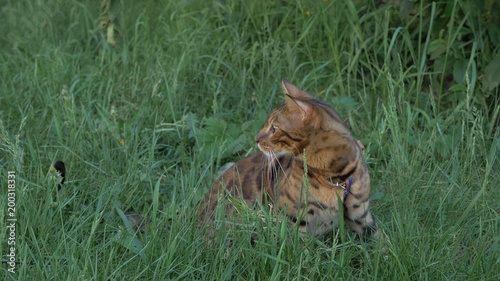 Bengal cat walks in the grass. He shows different emotions. The cat looks away. Ears on the vertex, pointing forward: the cat is in a good mood, ready for the game. Walk lifestyle. photo