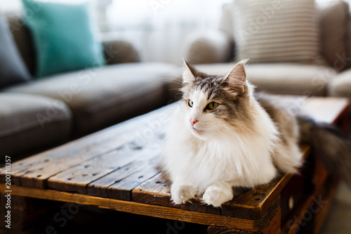 Fototapeta Naklejka Na Ścianę i Meble -  Portrait Of Cute Cat Lying On Table At Living Room