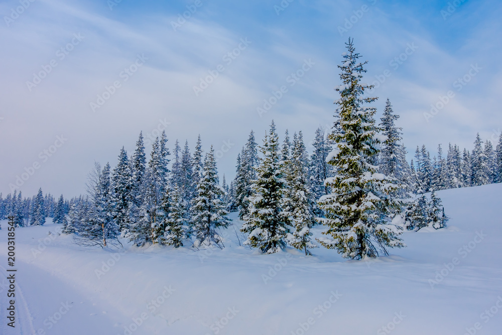 View with trees covered with snow in the forest at one side of the road during winter in Bagnsasen region in Norway View with trees covered with snow in the forest at one side of the road during winter in Bagnsasen region in Norway