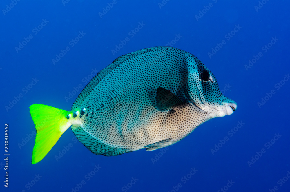 Obraz premium (Prionurus punctatus) Yellowtail Surgeonfish. reefs of the Sea of Cortez, Pacific ocean. Cabo Pulmo, Baja California Sur, Mexico.
