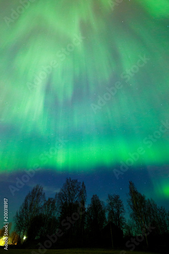 Northern lights aurora borealis tree landscape at night