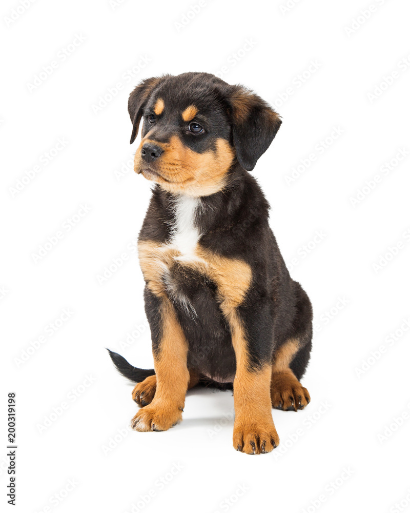 Cute Large Bred Puppy With Angry Expression Cute Large Bred Puppy With Angry Expression
