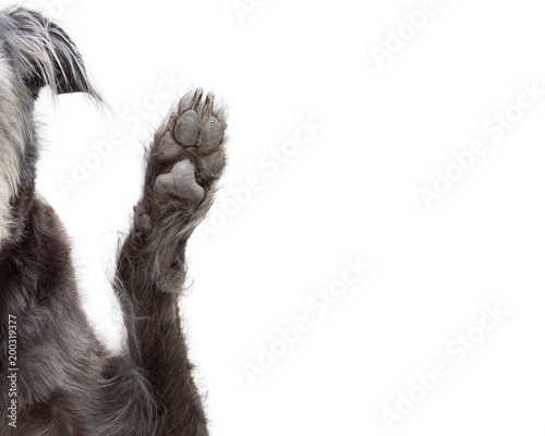 Fototapeta Naklejka Na Ścianę i Meble -  Dog Raising Paw Cropped Closeup