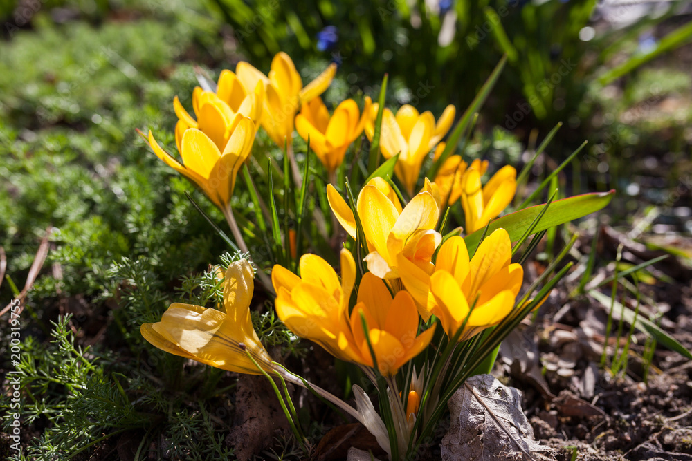 Yellow crocus flowers blooming in spring day sunlight