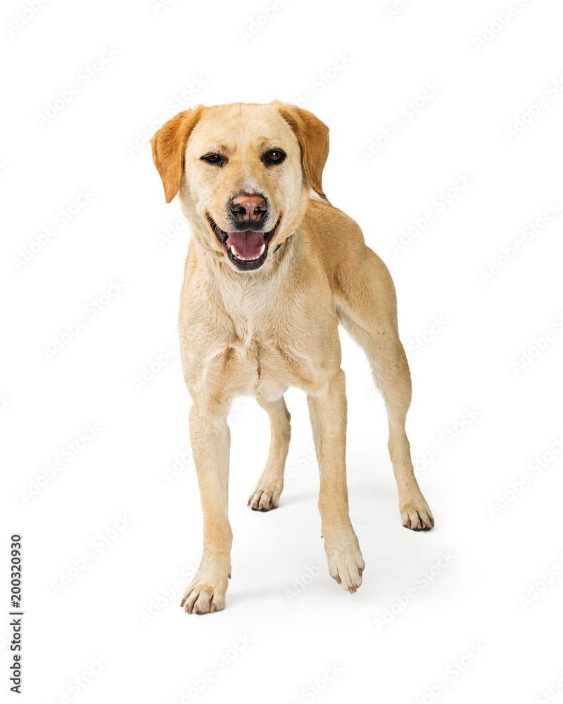 Labrador Retriever Crossbreed DOg With Funny Expression