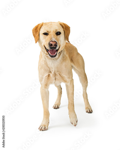 Labrador Retriever Crossbreed DOg With Funny Expression