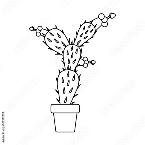 nopal cactus in pot