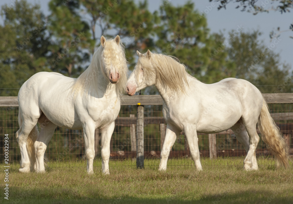 Obraz premium Pair of American White draft horse stallions