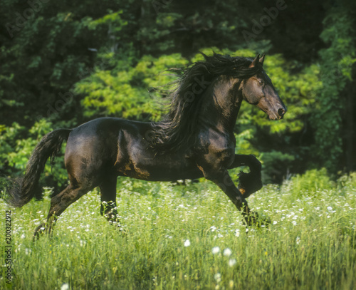 Friesian Horse stallion gallops in meadow