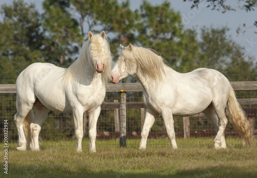 Pair of American White draft horse stallions