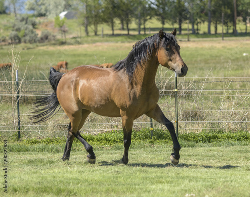 Morgan horse stallion trots