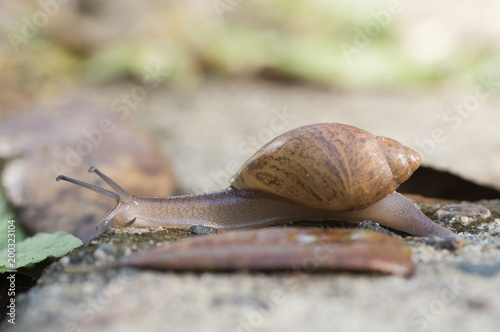 Carnivourous Rosy Wolfsnail, Euglandina Rosea photo