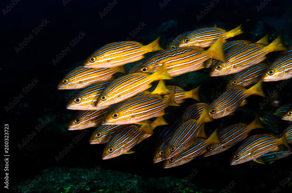 Obraz premium Yellow snapper (Lutjanus argentiventris), forming a school in a shipwreck, reefs of Sea of Cortez, Pacific ocean. Cabo Pulmo, Baja California Sur, Mexico.