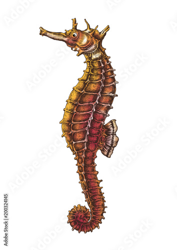 Hand drawn seahorse isolated