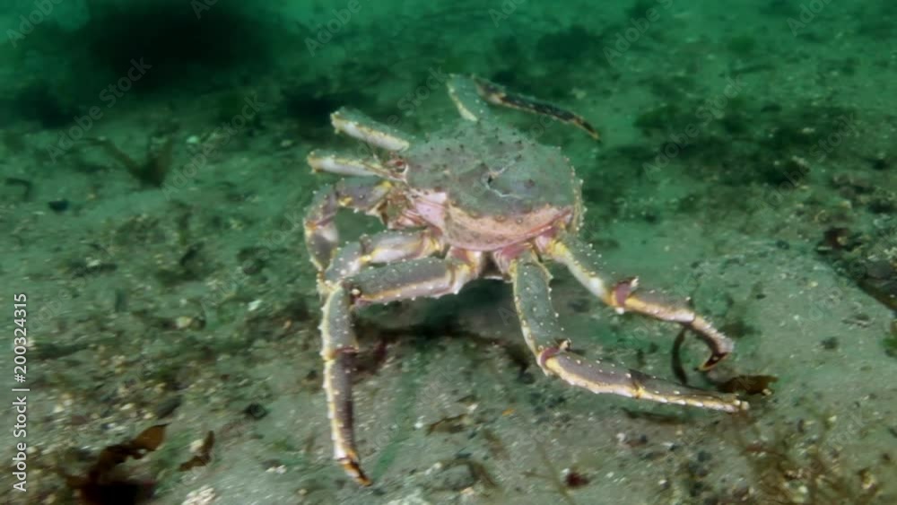 Giant King crab in underwater nature in clean transparent water walks on cold seabed Barents Sea in search food. Diving and unique footage on background of blue marine in Arctic ocean. Wildlife video. Giant King crab in underwater nature in clean transparent water walks on cold seabed Barents Sea in search food. Diving and unique footage on background of blue marine in Arctic ocean. Wildlife video.