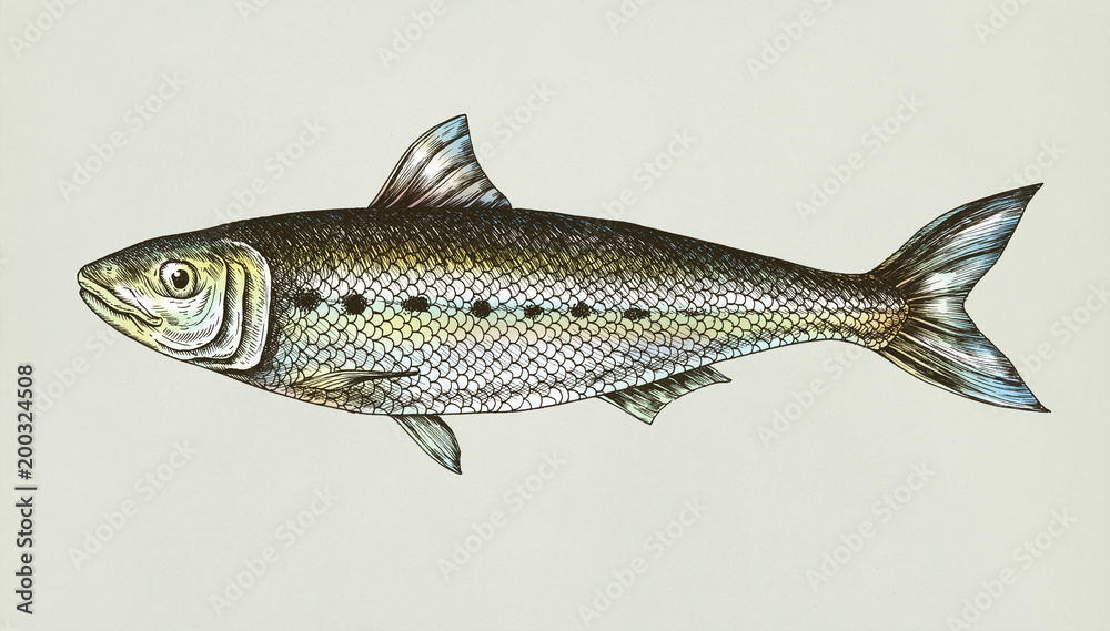 Fototapeta premium Hand drawn sardine fish