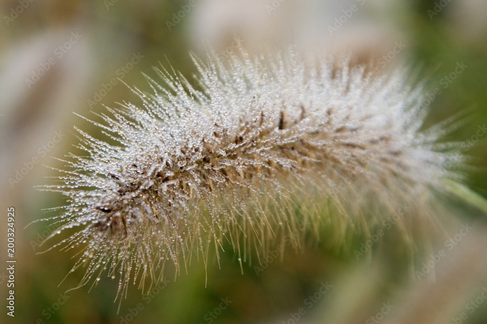Ornamental Grass Seed Head