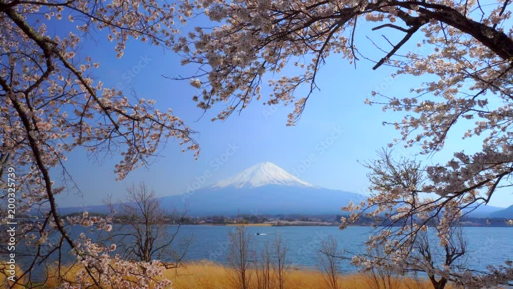 Beautiful cherry blossoms with Mount Fuji, japan Beautiful cherry blossoms with Mount Fuji, japan