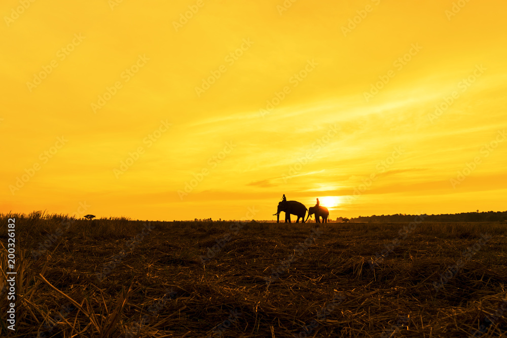 Mahout riding an elephant on the sunset,Surin,Thailand,Silhouette Elephant sunrise. Mahout riding an elephant on the sunset,Surin,Thailand,Silhouette Elephant sunrise.
