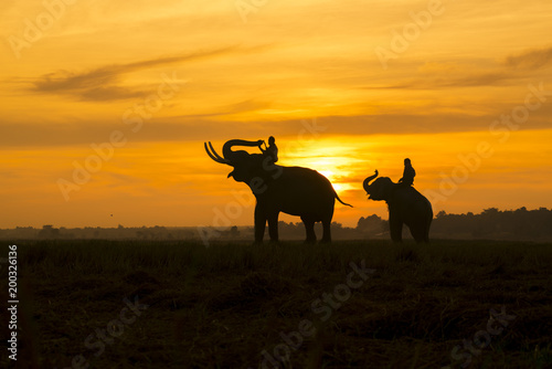 Mahout riding an elephant on the sunset Surin Thailand Silhouette Elephant sunrise.