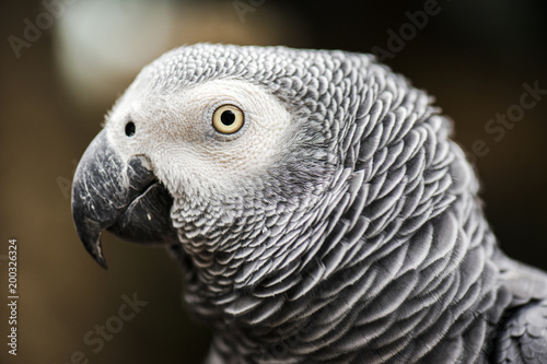 Close up of an African Grey Parrot