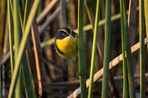 Many coloured rush tyrant