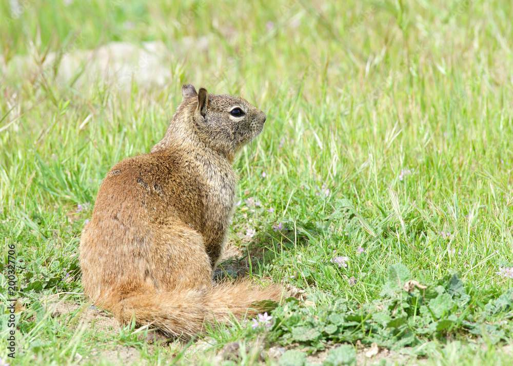 Obraz premium One brown ground squirrel sitting in green grass. California ground squirrels are often regarded as a pest in gardens and parks, since they will eat ornamental plants and trees.
