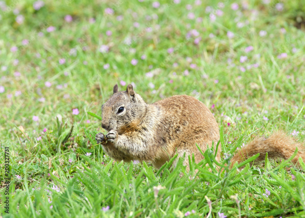 One brown ground squirrel sitting in green grass. California ground squirrels are often regarded as a pest in gardens and parks, since they will eat ornamental plants and trees. One brown ground squirrel sitting in green grass. California ground squirrels are often regarded as a pest in gardens and parks, since they will eat ornamental plants and trees.