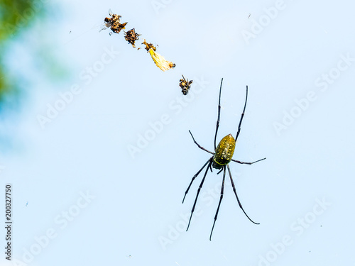 Spider on web catching insects agint blue sky background
