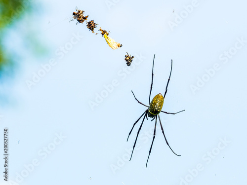 Spider on web catching insects agint blue sky background photo