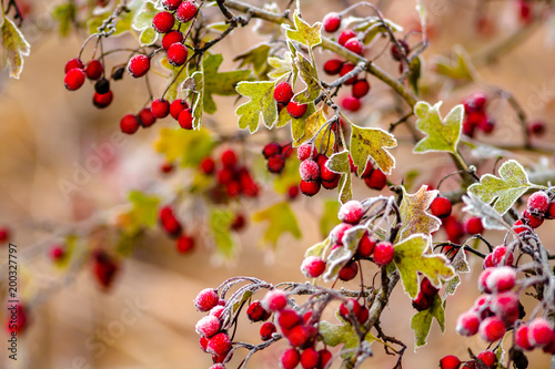 Fotografía Red hawthorn berries on a frosty morning in November