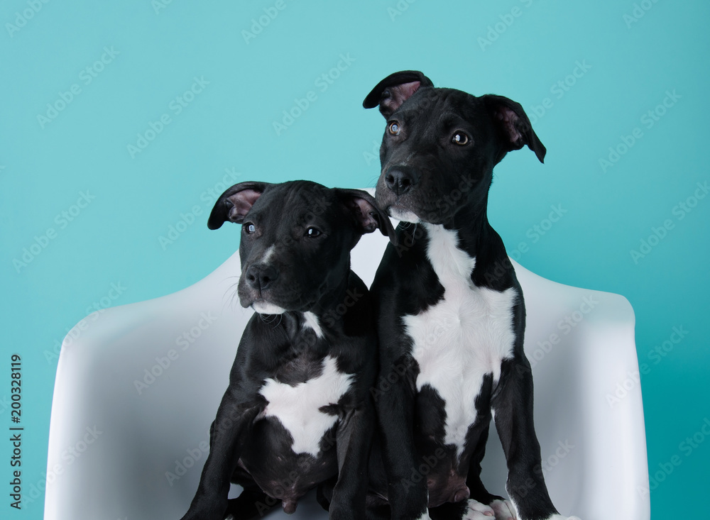 Two Black & White Puppies sitting in white chair