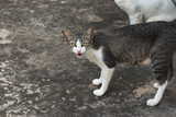 Stray cat looking at camera,  homeless cat need a vet and a new home.