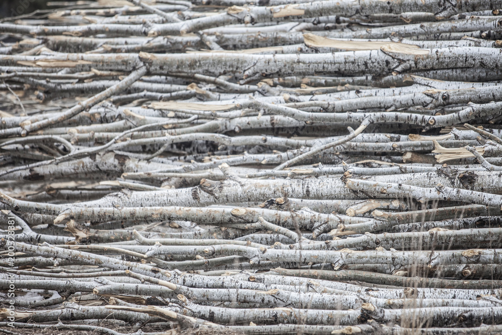 Wood Pile Wood Pile