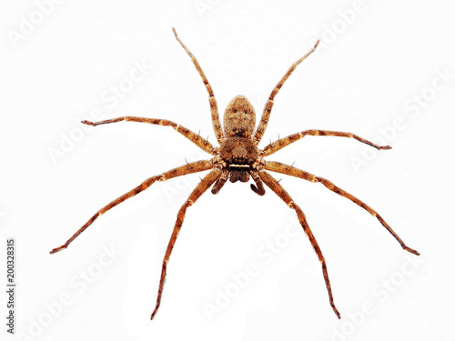 Close up on an asian wolf spider isolated on white background © Choo