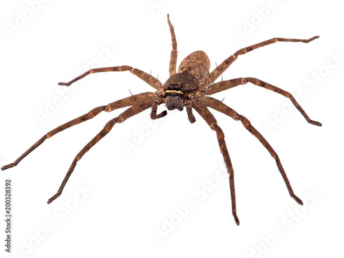 Asia Wolf spider isolated on white background.