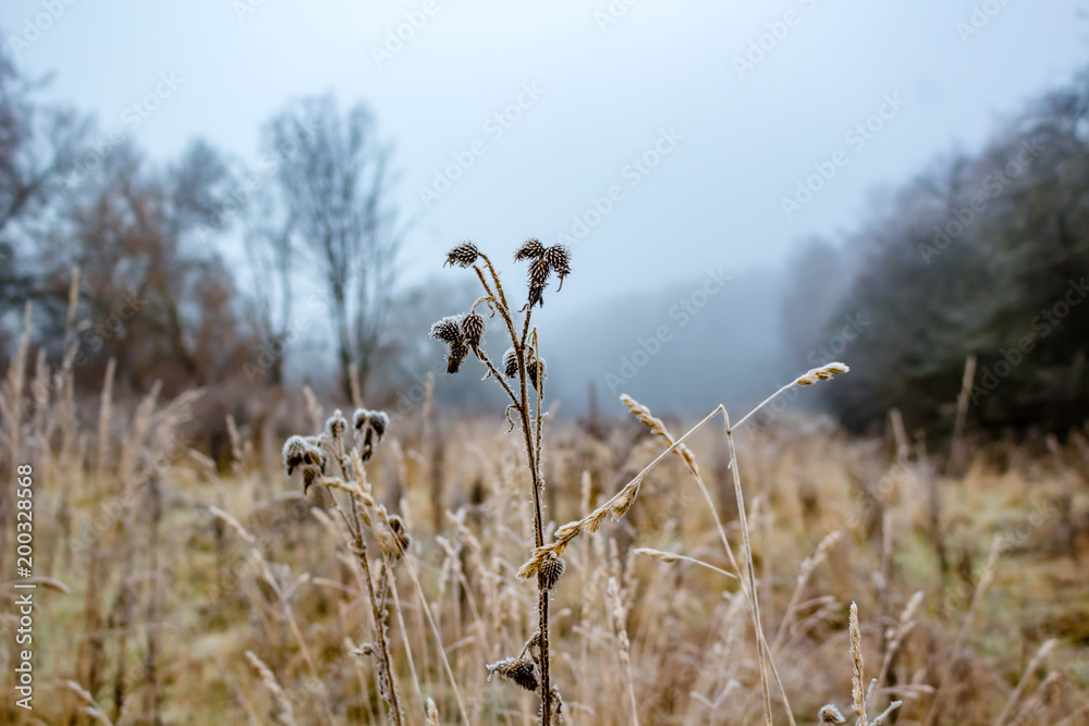 Covered with hoarfrost grass in the field during the morning frosts and fog
Covered with hoarfrost grass in the field during the morning frosts and fog