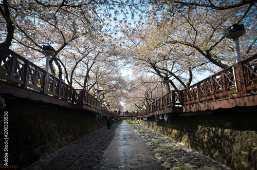 Cherry blossom festivasl at Jinhae..South Korea..