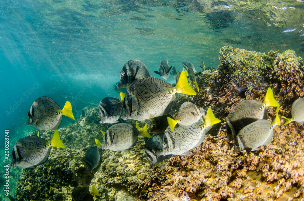 Fototapeta premium (Prionurus punctatus) Yellowtail Surgeonfish. reefs of the Sea of Cortez, Pacific ocean. Cabo Pulmo, Baja California Sur, Mexico.