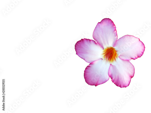 Fototapeta Naklejka Na Ścianę i Meble -  Close up of Tropical flower Pink Adenium. Desert rose on isolated white background with clipping path