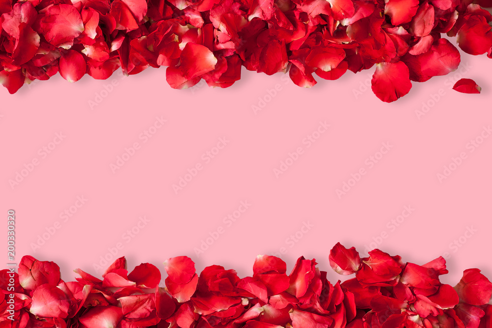 Rose petals on pink background Rose petals on pink background