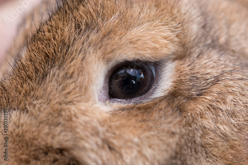 Young rabbit's eyes close up