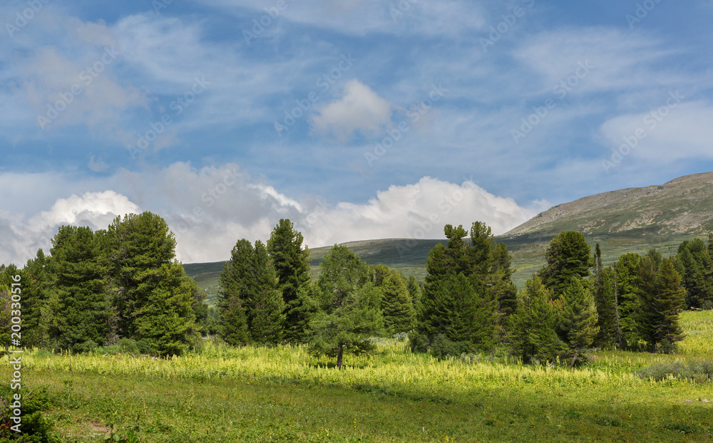 Beautiful summer landscape on top of Altai Krai mountains.