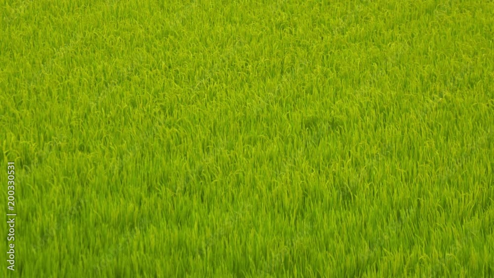 稲 稲