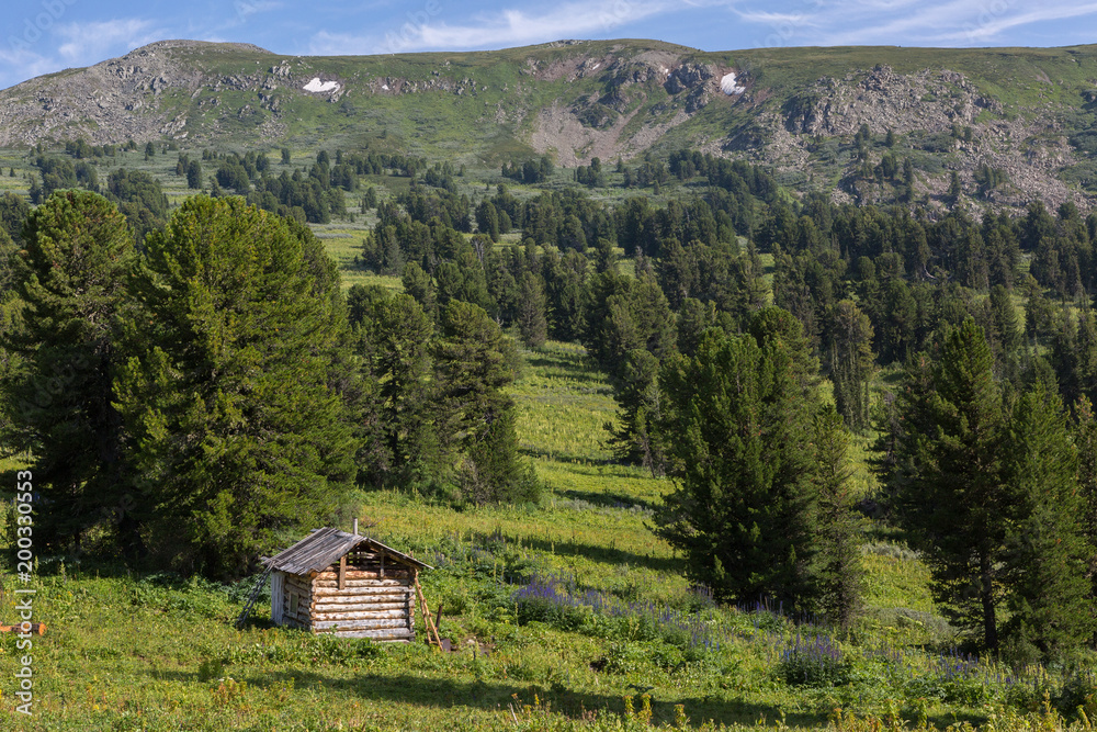 An old log cabin in a coniferous forest in Altai Krai mountains.