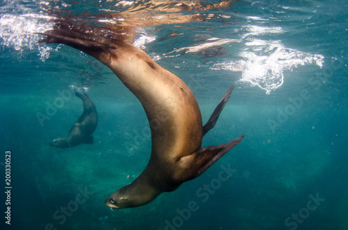 Californian sea lion  Zalophus californianus  swimming and playing in the reefs of los islotes in Espiritu Santo island at La paz . Baja California Sur Mexico.