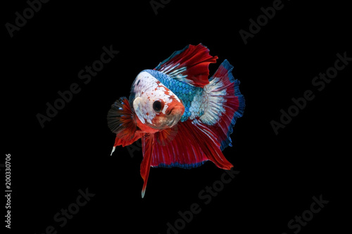 Fotografía The moving moment beautiful of siam betta fish in thailand on black background