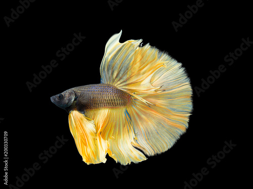 Beautiful siamese fight fish or exotic betta splenden on black background, isolated photo