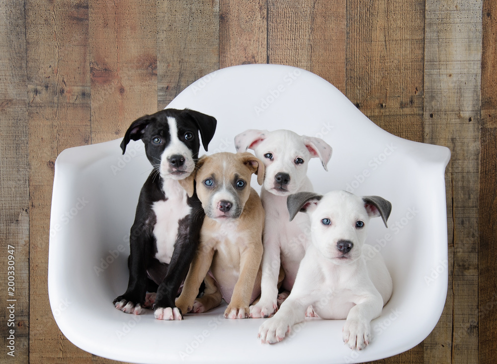 Adorable Litter of Pitbull Puppies sitting on chair