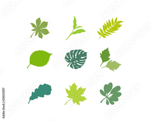 Vector set of leaves. Tropical leaves  jungle trees. decorative  ecology  stem symbols
